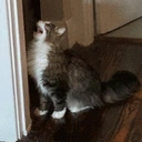 fifiScream emote for Discord