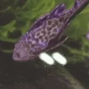 fishclean emote for Discord