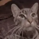 finnKISS emote for Discord