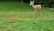 Fine emote for Discord