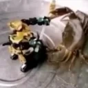 FIGHT emote for Discord