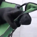 fightingdemons emote for Discord