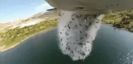 fishdrop emote for Discord