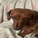 finegi emote for Discord