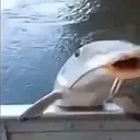 fish emote for Discord