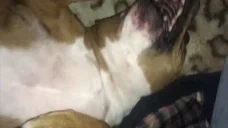 fina emote for Discord