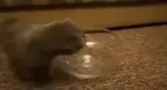 fishbowl emote for Discord