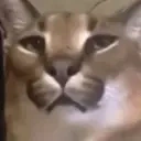 FloppaTalk emote for Discord