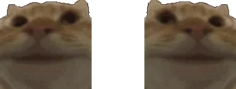 flushingCats emote for Discord