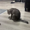 flip emote for Discord