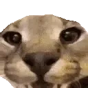 FloppaAngry emote for Discord