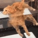 floaters emote for Discord