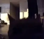 FLASH emote for Discord