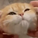 Floof emote for Discord