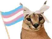 FloppaTrans emote for Discord