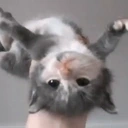 fly emote for Discord