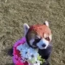 flowers emote for Discord