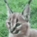 floppa emote for Discord