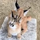 FlopAHomie emote for Discord