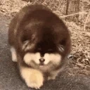 fluffy emote for Discord