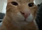 flashbuh emote for Discord