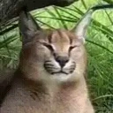 FloppaSleeper emote for Discord