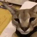 FloppaAngry emote for Discord