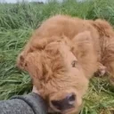 FluffyCow emote for Discord