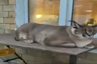 floppaLounging emote for Discord