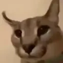 FLOPPA emote for Discord