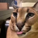 floppa emote for Discord