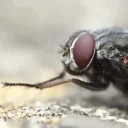 FlyCleaningHands emote for Discord