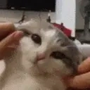 Floof emote for Discord