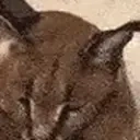 FloppaYawn emote for Discord