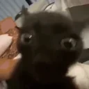 flashbang emote for Discord