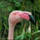 flamigOMG emote for Discord