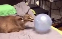 floppaPop emote for Discord