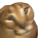 FloppaShake emote for Discord