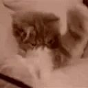 Flushed emote for Discord