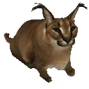 floppaRoll emote for Discord