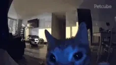 FLASH emote for Discord