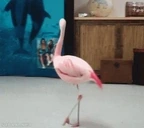 flamingodance emote for Discord