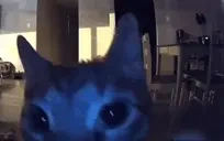 flashbang emote for Discord