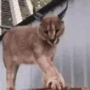 FloppaStretch emote for Discord