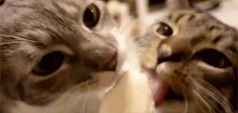 Flushed emote for Discord