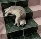 flop emote for Discord