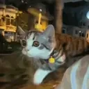 flying emote for Discord