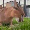 floppaEat emote for Discord