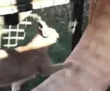 FloppaWalk emote for Discord