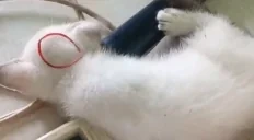 flappi emote for Discord